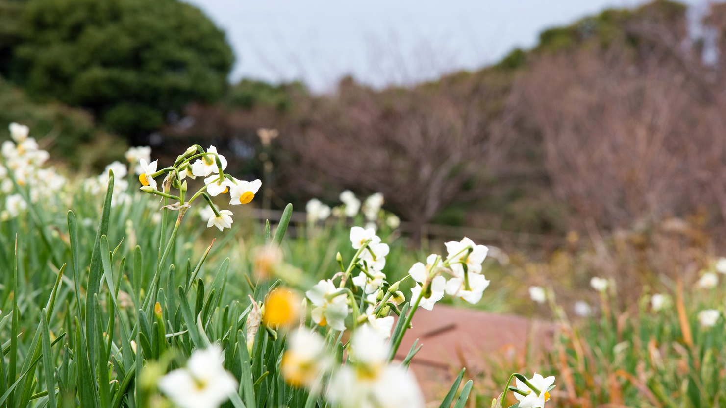 *【施設周辺】越前岬水仙ランド12月〜2月頃に見ごろを迎えます♪