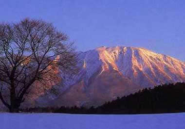 夕日に映える小岩井一本桜と岩手山