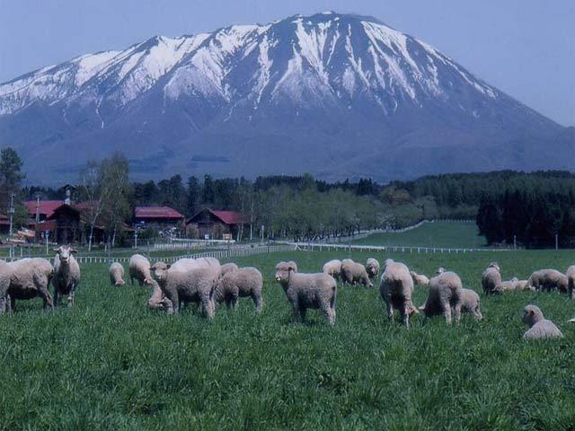 小岩井農場・羊の放牧