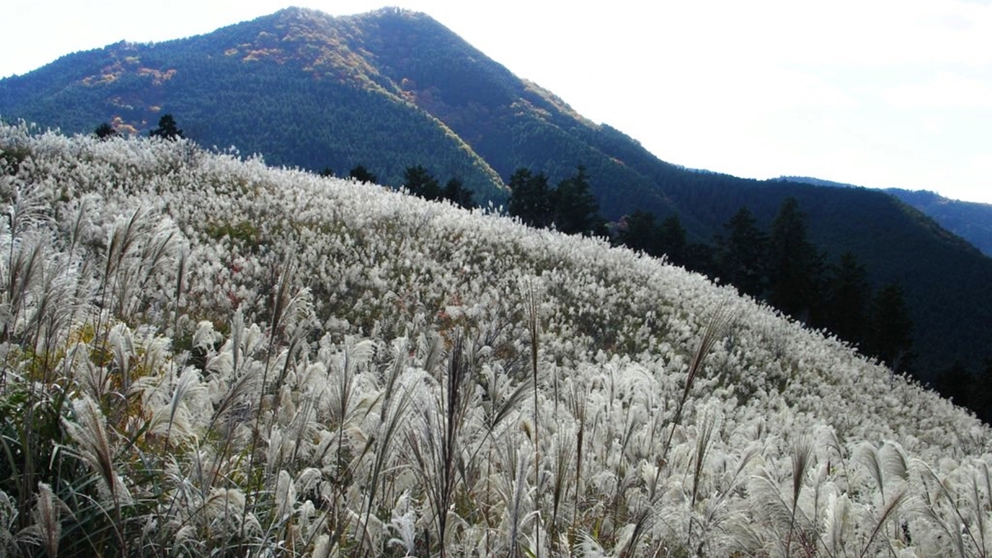 *総門山のススキ
