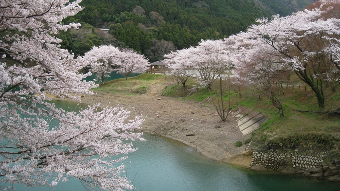 *桜の里公園