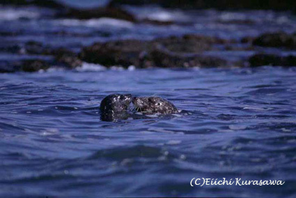 ノーズツウノーズ