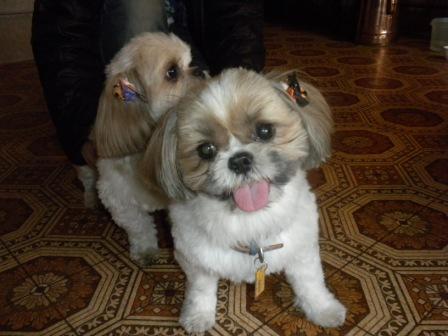 お泊りのワンちゃん