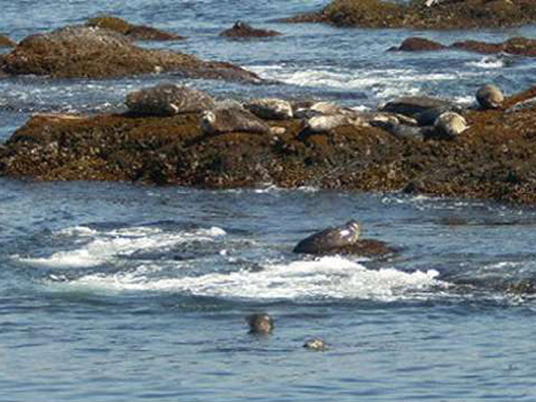 【えりも岬のアザラシ】