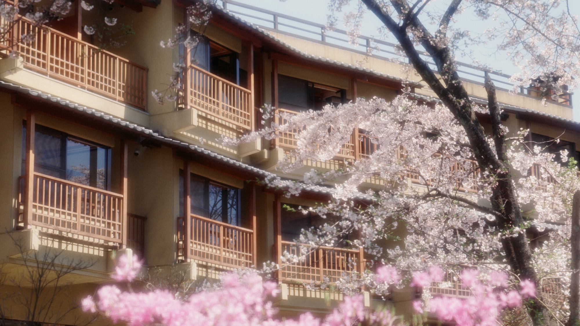 外観（桜が満開の春の風景）