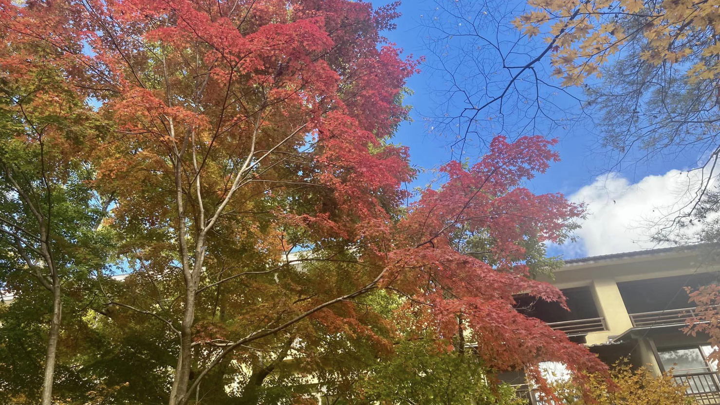 金盛館せゝらぎ お庭の紅葉です♪