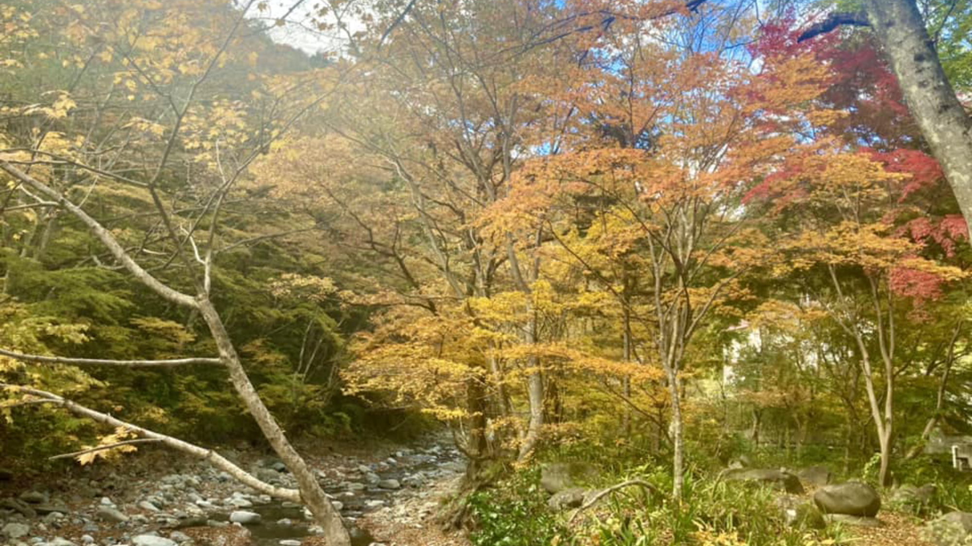 金盛館せゝらぎ お庭の紅葉です♪