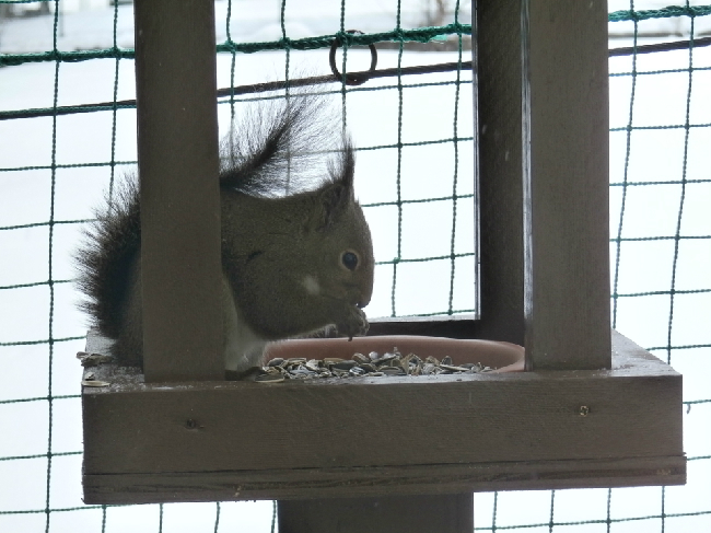 リスと一緒に朝食はいかがですか？