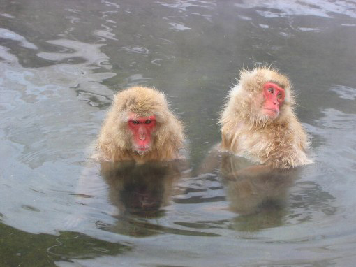 地獄谷野猿公苑（車1時間）スノーモンキーと海外で紹介され外人さんの観光客も多いです