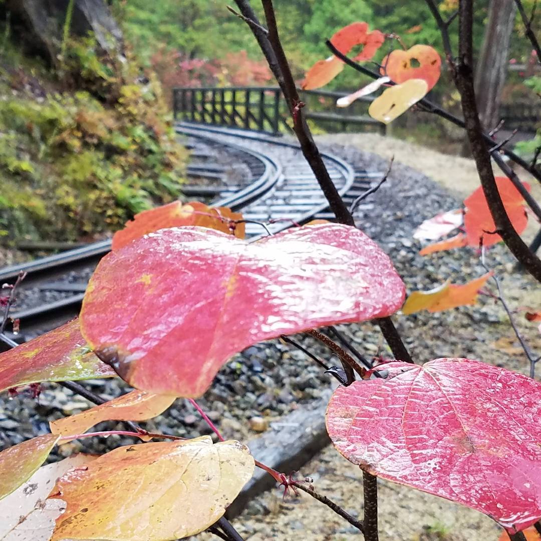 赤沢自然休養林