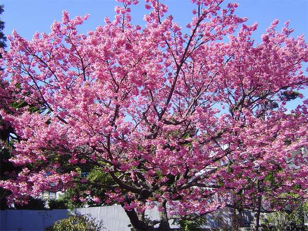 15. 大体１月上旬から〜２月中旬まで咲き誇る「土肥桜」。他にも土肥では、様々な種類の桜が見られます。