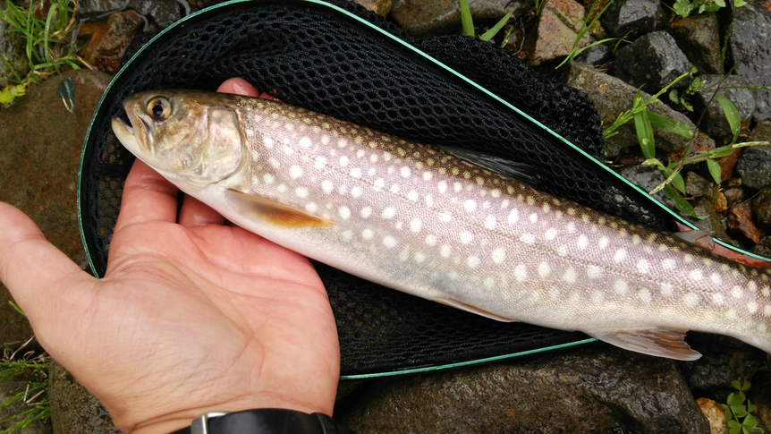 朝里川で釣れた魚