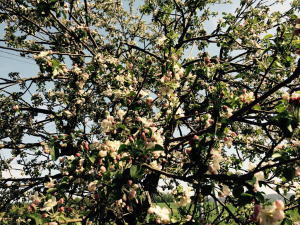 春・りんごの木