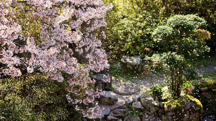 【日本庭園】桜の花言葉は“;精神の美”;強く美しい桜に心を癒される