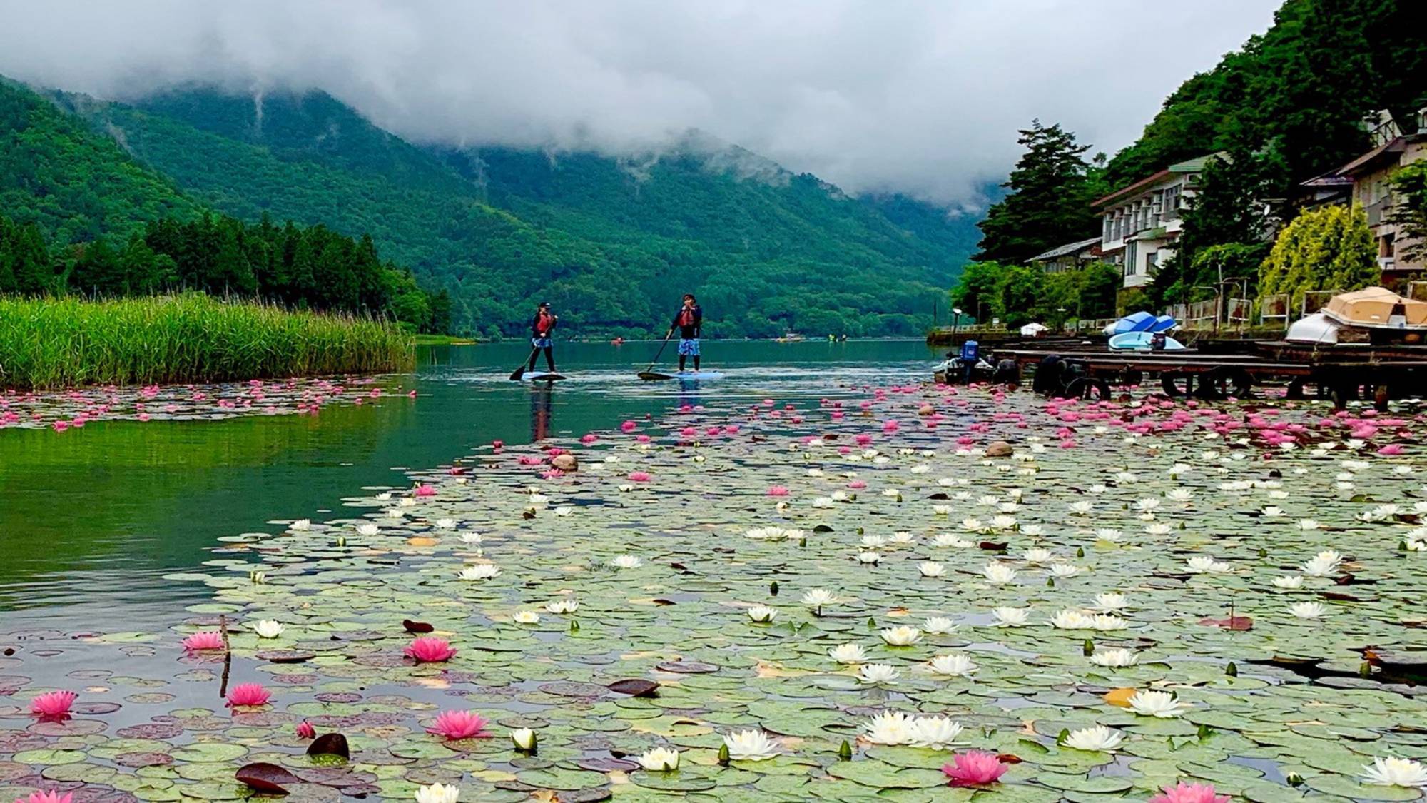 神秘的な睡蓮を眺めつつのお花見SUP