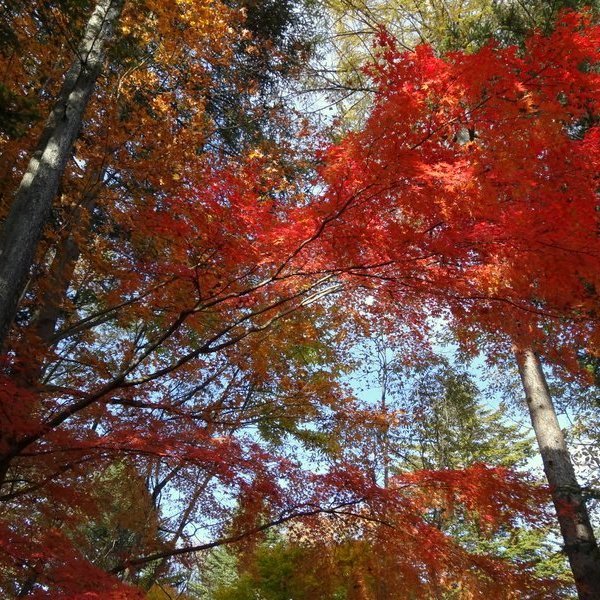 軽井沢、秋の風景