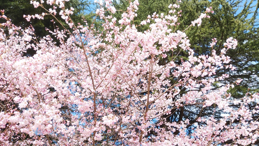 Ryokan Tsukasa Image 4, Sendai, Japan