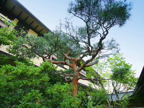 【館内】中庭に植えられた一本松。松や竹など、日本古来の木々を配した中庭からは和の情緒が漂います。