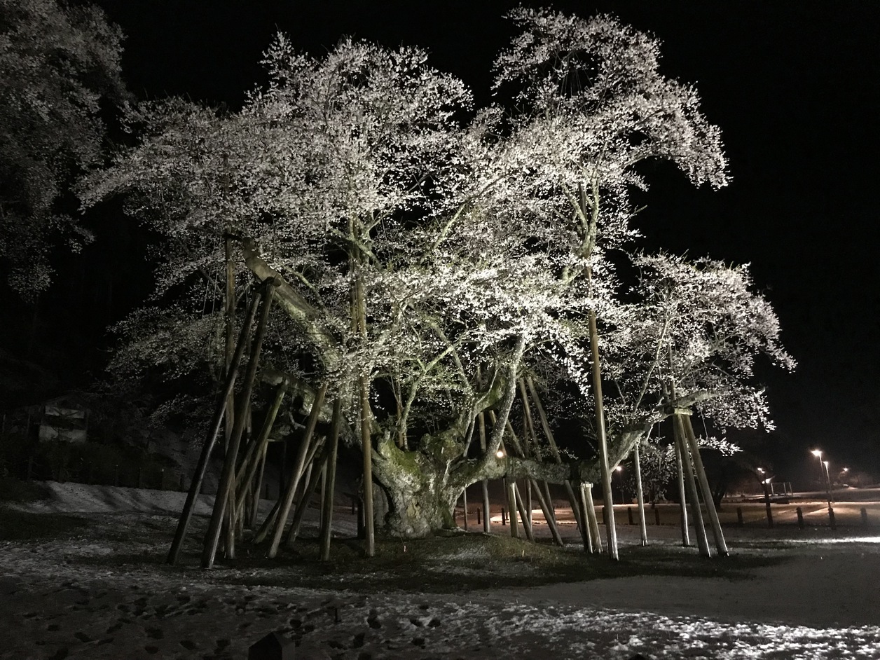 薄墨桜ライトアップ