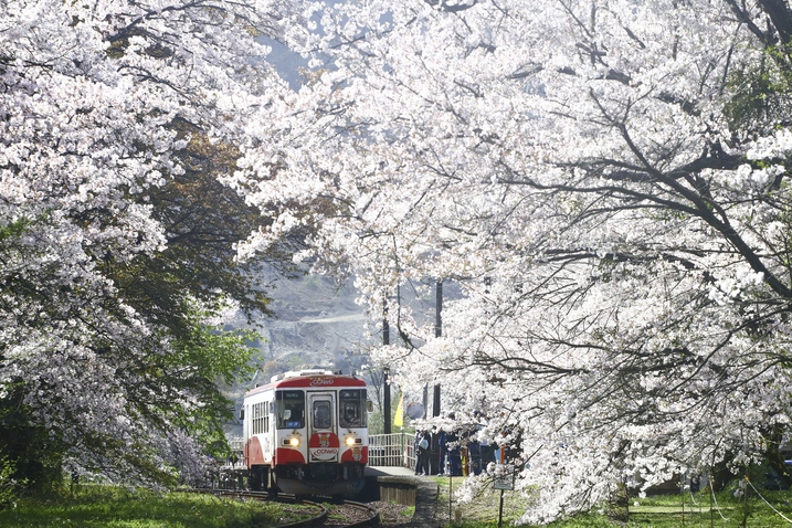 桜満開の樽見鉄道 谷汲口駅