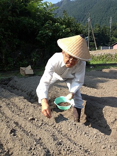 蕎麦栽培2種まき