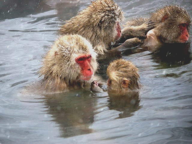 スノーモンキーで大人気！地獄谷野猿公苑遊歩道入り口まで車で20分です。