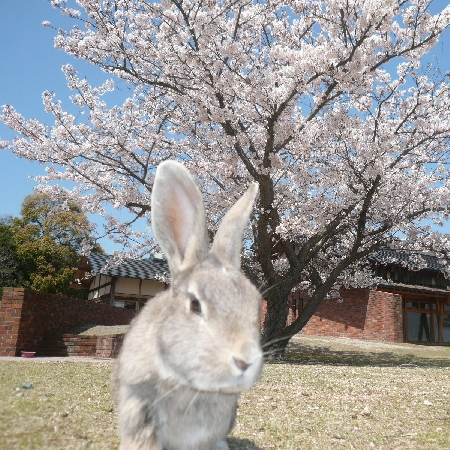 うさぎ１０