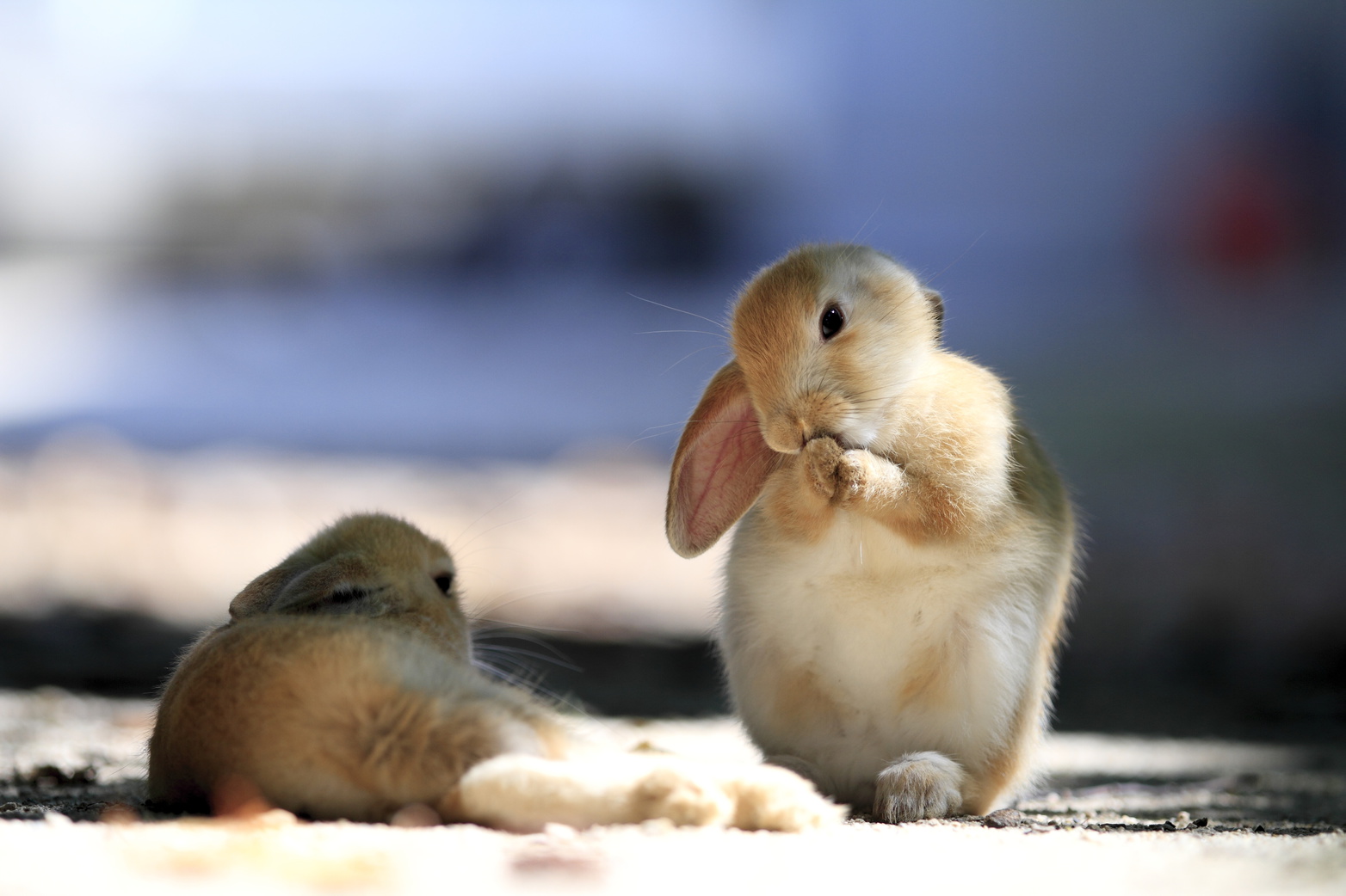 ウサギ島のウサギたち