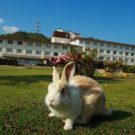 うさぎ本館