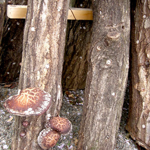 自家栽培の椎茸