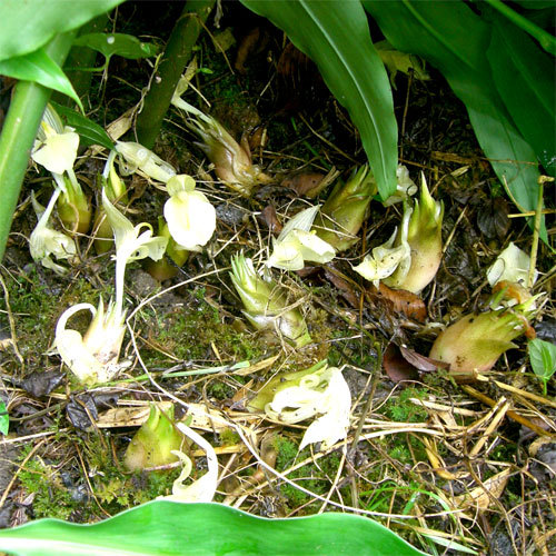 自家栽培のミョウガ