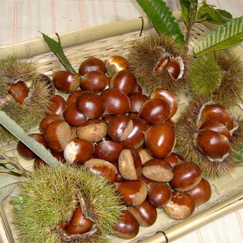 栗