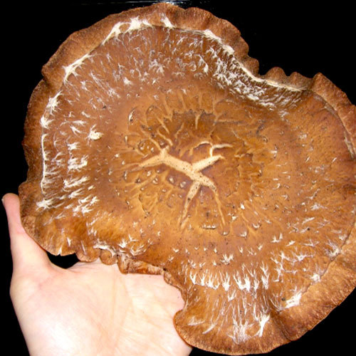 掌サイズ！自家栽培の椎茸