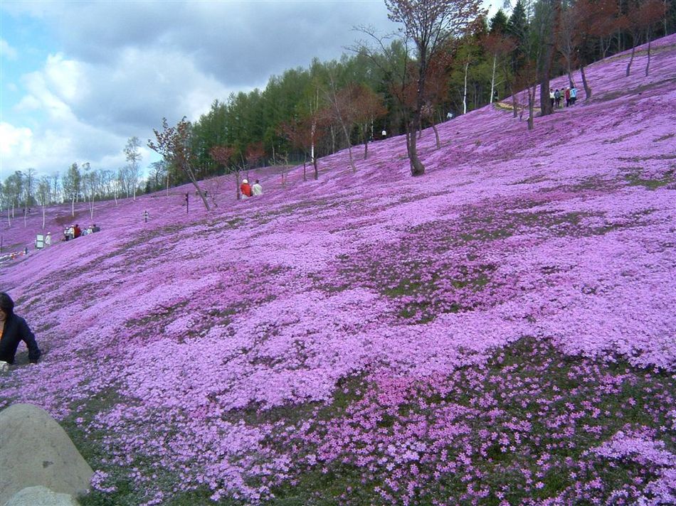 芝ざくら