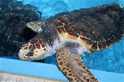 Minshuku Masago Image 4, Kochi, Japan