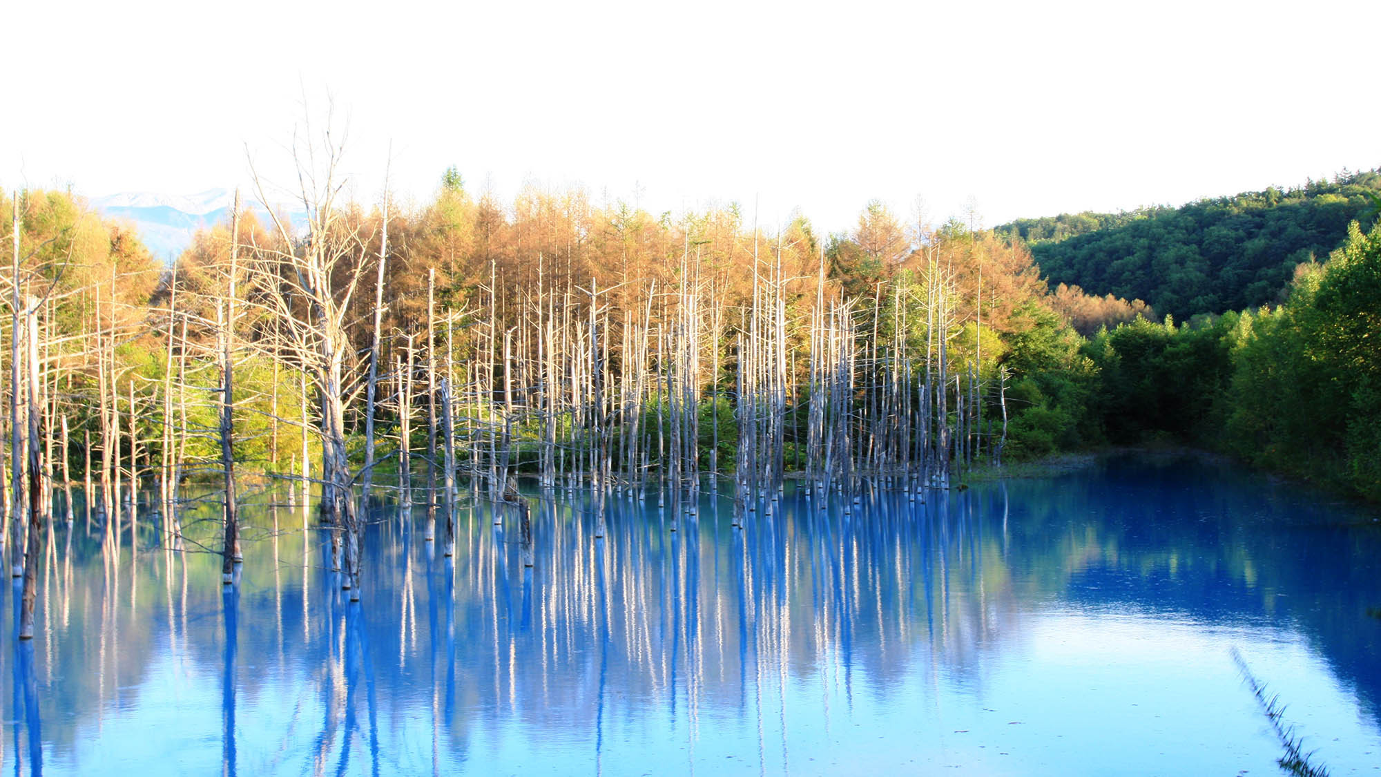 ・施設から富良野の観光名所「青い池」も車でアクセス可能