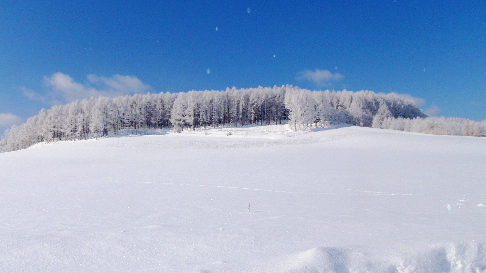 ・冬の富良野は一面雪景色です。