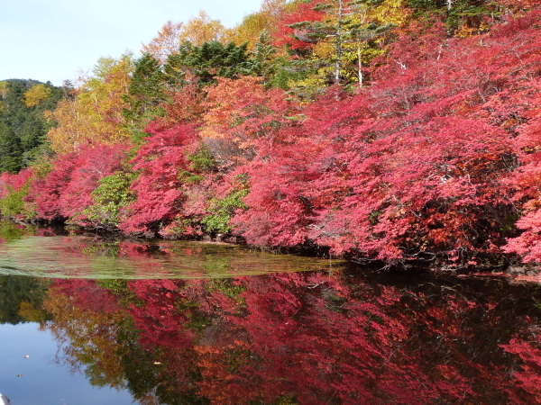 【秋】10月初旬「白駒の池」の紅葉です