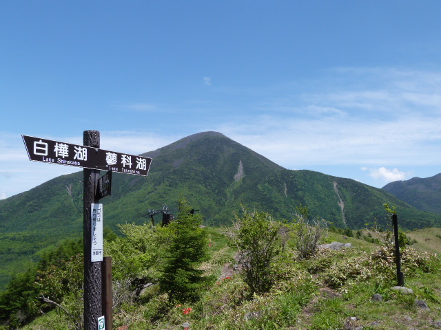 【春】6月八子ケ峰西峰(1833m)から望む蓼科山です