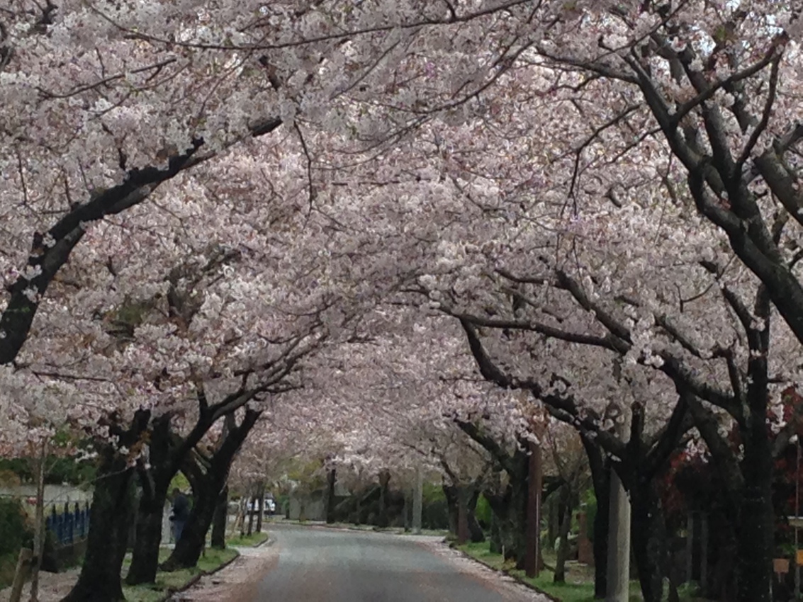 城ケ崎海岸桜並木