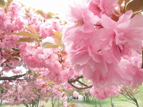 昭和の森の八重桜・ピンクが鮮やか