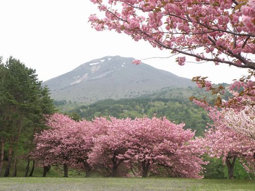 昭和の森の桜・１