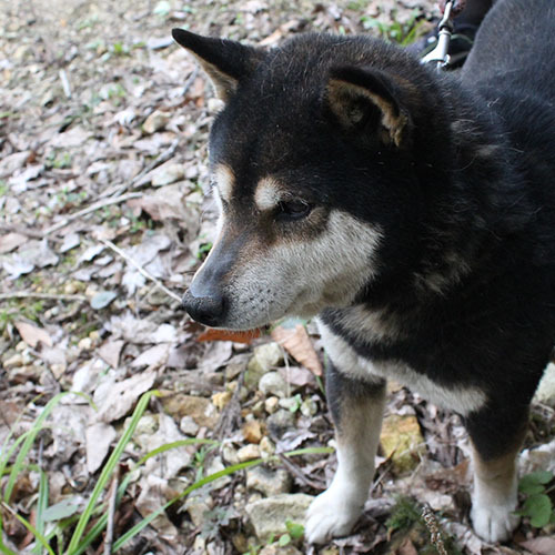 愛犬ココアのお散歩