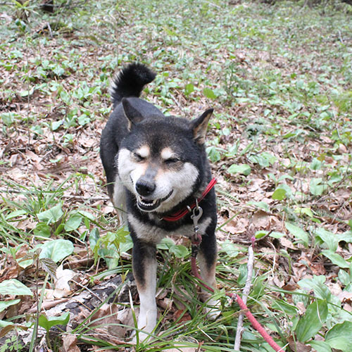 愛犬ココアのお散歩