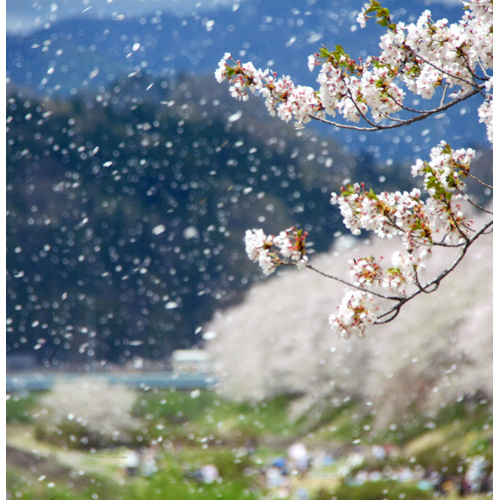 角館 桧木内川堤