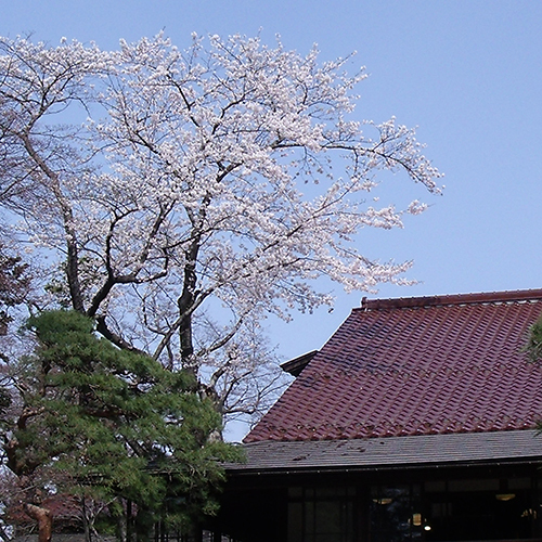 南昌荘山桜