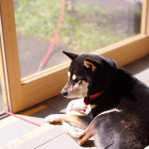 *ある日の風景／当館の看板犬「愛犬ココア」