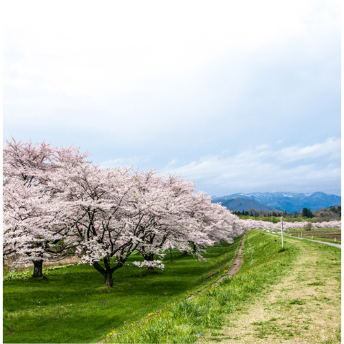 近隣の雫石川園地