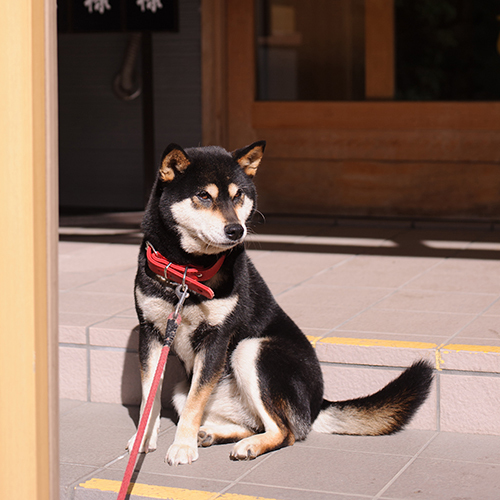 愛犬ココア