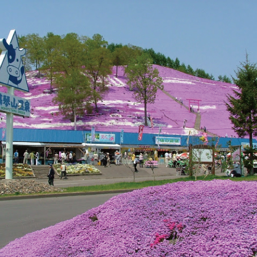 東藻琴芝桜公園